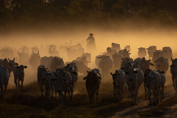 Cowboy round cattle at sunset