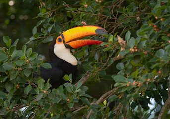 A toucan in the Pantanal © Harry Collins