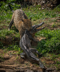 A jaguar hunting caiman in the Pantanal, Brazil
