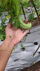 local bitter melon plant that has a bitter taste, the photo from the side looks fresh