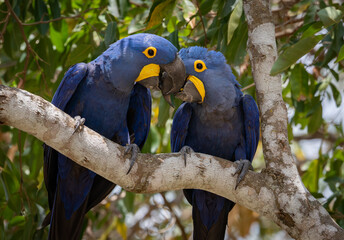 Hyacinth macaw in the Pantanal