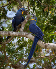 Hyacinth macaw in the Pantanal