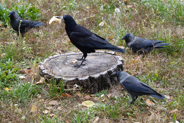 Rook doesnt want to share food with the jackdaws