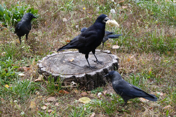 Rook doesnt want to share food with the jackdaws