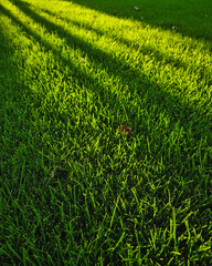 Green grass in rays of setting sun. Close-up image of well-maintained lawn in small home yard.