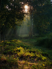 Fototapeta premium Morning in dark autumn forest: foggy air with rays of autumn sun coming through tree crowns.