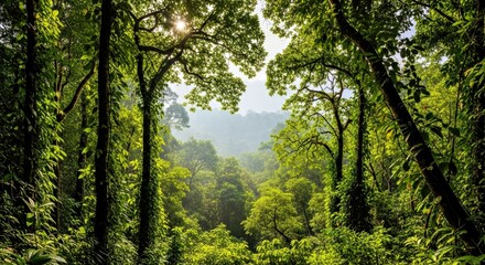 Fototapeta premium High-Resolution Rainforest Canopy Background: Tranquil, Wide-Angle View (1)