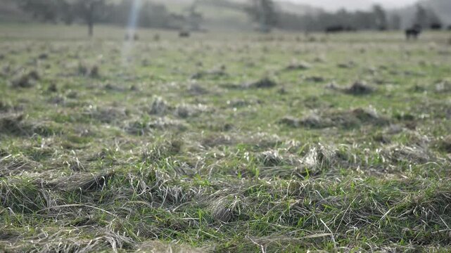 Close up of Stud Beef bulls and cows grazing on grass in a field, in Australia. eating hay and silage. breeds include speckled park, murray grey, angus, brangus and wagyu.	

