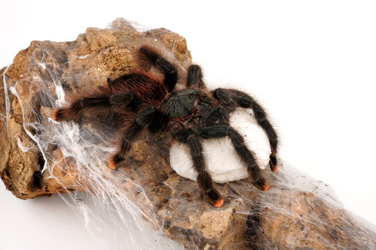 Pinktoe tarantula (Avicularia avicularia) with Cocoon // Gemeine Vogelspinne mit Kokon 