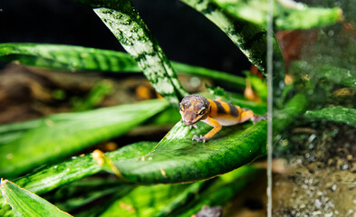 A beautiful little leopard gecko resting on a green leaf in a terrarium