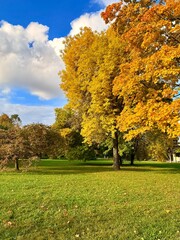 colorful autumn trees in the park, vivid autumn leaves on the trees