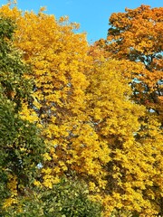 colorful autumn trees in the park, vivid autumn leaves on the trees
