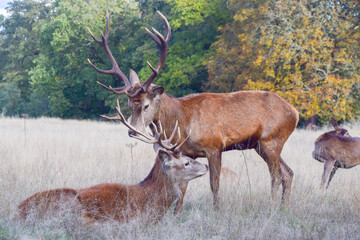 Two red deer stags interact