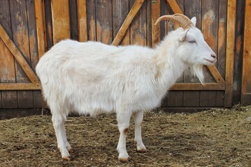 White domestic goat with horns and beard standing by a wooden fence. Farm animal portrait of white goat on hay and dirt near barn door. Side view of white goat standing outdoors in its enclosure