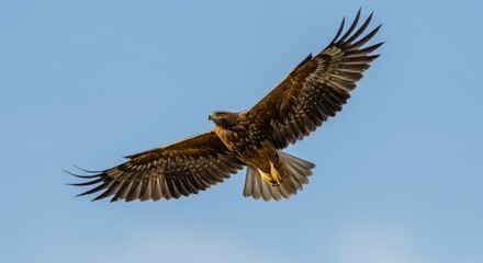 Obraz premium Majestic eagle spreading its wings in flight, symbol of strength, freedom, and power, perfect for wildlife, nature, and patriotic themes.