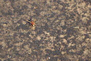Hornet Drinking from a Rain-Filled Puddle