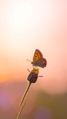 Butterfly on flower at sunrise (1)