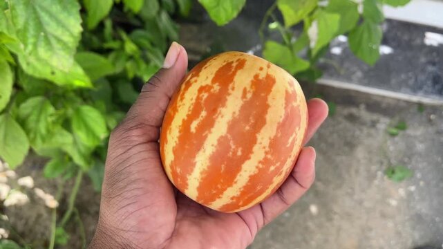Tiger Melon in Hand Close-Up | Korean Melon Sindh Kachri Fruit Natural Footage