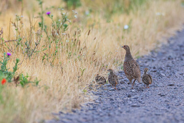 Grey Partridge (Perdix perdix) female with several fledgling on gravel road next to wildflower stripe, Hesse, Germany © Martin Grimm
