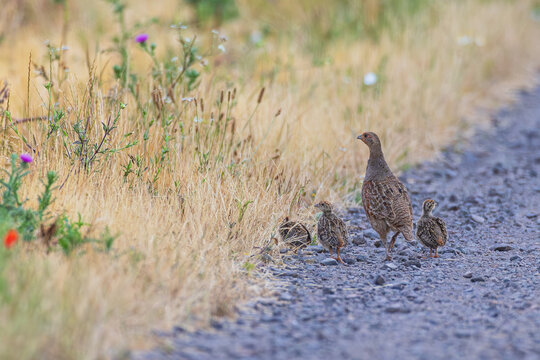 Grey Partridge (Perdix perdix) female with several fledgling on gravel road next to wildflower stripe, Hesse, Germany