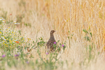 Grey Partridge (Perdix perdix) female foraging in colourful blooming wildflower field margin in farmland, Hesse, Germany