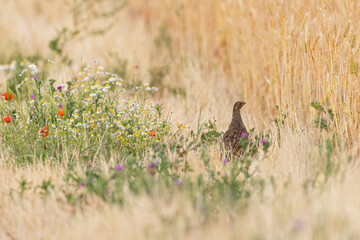 Grey Partridge (Perdix perdix) female foraging in colourful blooming wildflower field margin in...