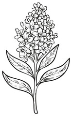 Delicate Black and White Drawing of a Blooming Flower Cluster with Leaves