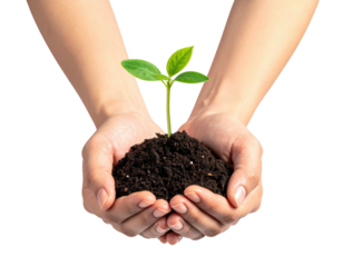 A sprout held in cupped hands