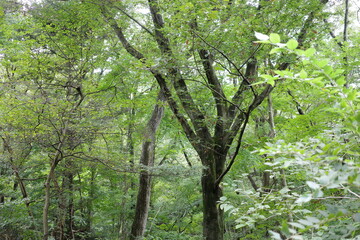 Fototapeta premium 紅葉が始まる前の秋の雑木林。 まだ緑が多く残る中に、ところどころ黄色や赤に色づき始めた葉が見え、季節の移り変わりを静かに感じさせます。