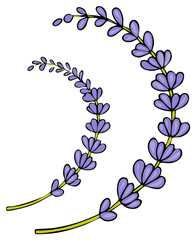 Hand drawn lavender flower sprigs botanical vector illustration