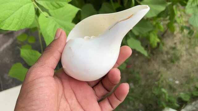 Conch Shell in Hand Close-Up | Shankh Holding Macro View Natural Footage