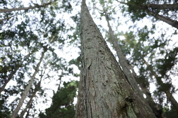 Fototapeta premium 秋を迎えても、ヒノキ林はいつも変わらず緑に包まれています。 常緑の葉が秋の光を受け、静かに森を照らしています。