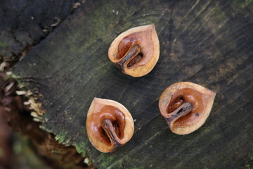 珍しく三分割したクルミの実。
器用に割ったのは、森のリスのしわざです。