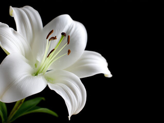 Fototapeta premium White lily flower high contrast moody lighting close up delicate petal black background elegant natural beauty single bloom fresh peaceful