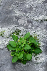 green moss on stone wall