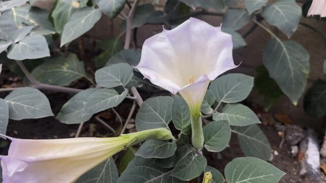 Datura plant flowers. Thorn apples, jimsonweeds, devils trumpet, moonflower, devils weed and stramonium. Highly poisonous toxic plant with pleasant aroma. Used in Ayurvedic medicine. Witch flower.