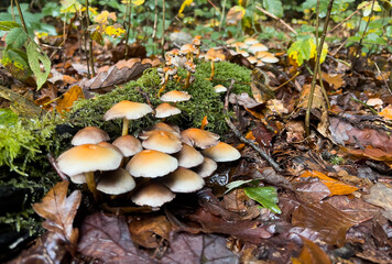 Close up of yellow inedible mushrooms growing in the forest 