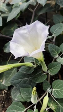 Datura plant flowers. Thorn apples, jimsonweeds, devils trumpet, moonflower, devils weed and stramonium. Highly poisonous toxic plant with pleasant aroma. Used in Ayurvedic medicine. Witch flower.