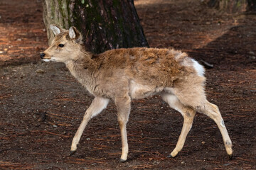 Young wild deer in Nara Park, Nara, Japan. There are approximately 1200 wild deer who roam freely through the city.
