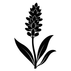 lachenalia pearsonii silhouette on white