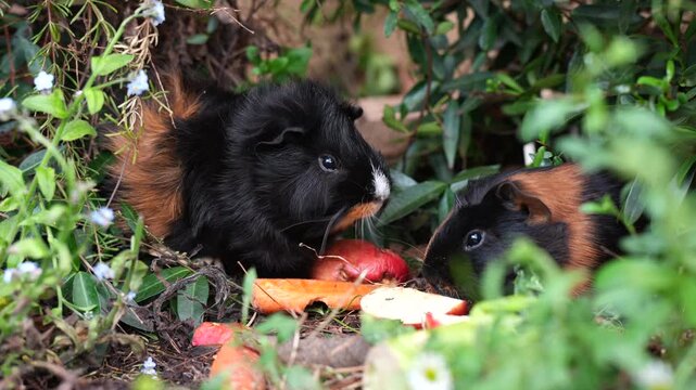 guinea pig eating food in the forest in australia