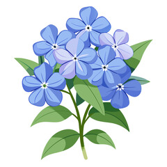 leadwort plumbago flower