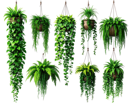 Hanging potted greenery, various plants