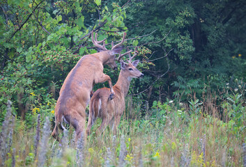 White-tailed deer bucks playing in the early morning light with velvet antlers in summer in Canada