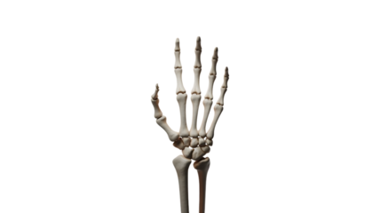Anatomical hand skeleton ideal for medical education and Halloween themed designs, showing bones, joints, and structure for science projects and spooky illustrations