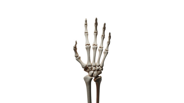 Anatomical hand skeleton ideal for medical education and Halloween themed designs, showing bones, joints, and structure for science projects and spooky illustrations
