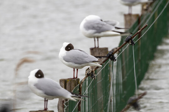 Mouettes m&eacute;lanoc&eacute;phales align&eacute;es sur des poteaux