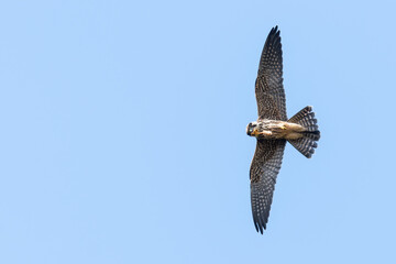 Eurasian hobby (Falco subbuteo) catching and eating a dragonfly, Suffolk, UK. 