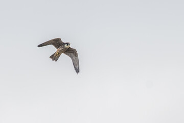 Eurasian hobby (Falco subbuteo) in flight, isolated against a pale background. Migratory British falcon species.