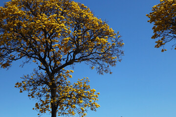 Golden Flower Tree with Bright Yellow Petals Against Vibrant Blue Background